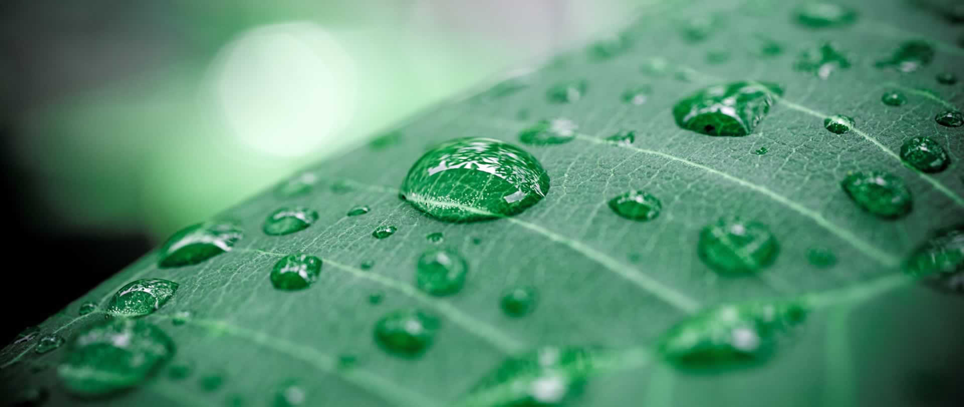 Background photo of water beading on a leaf